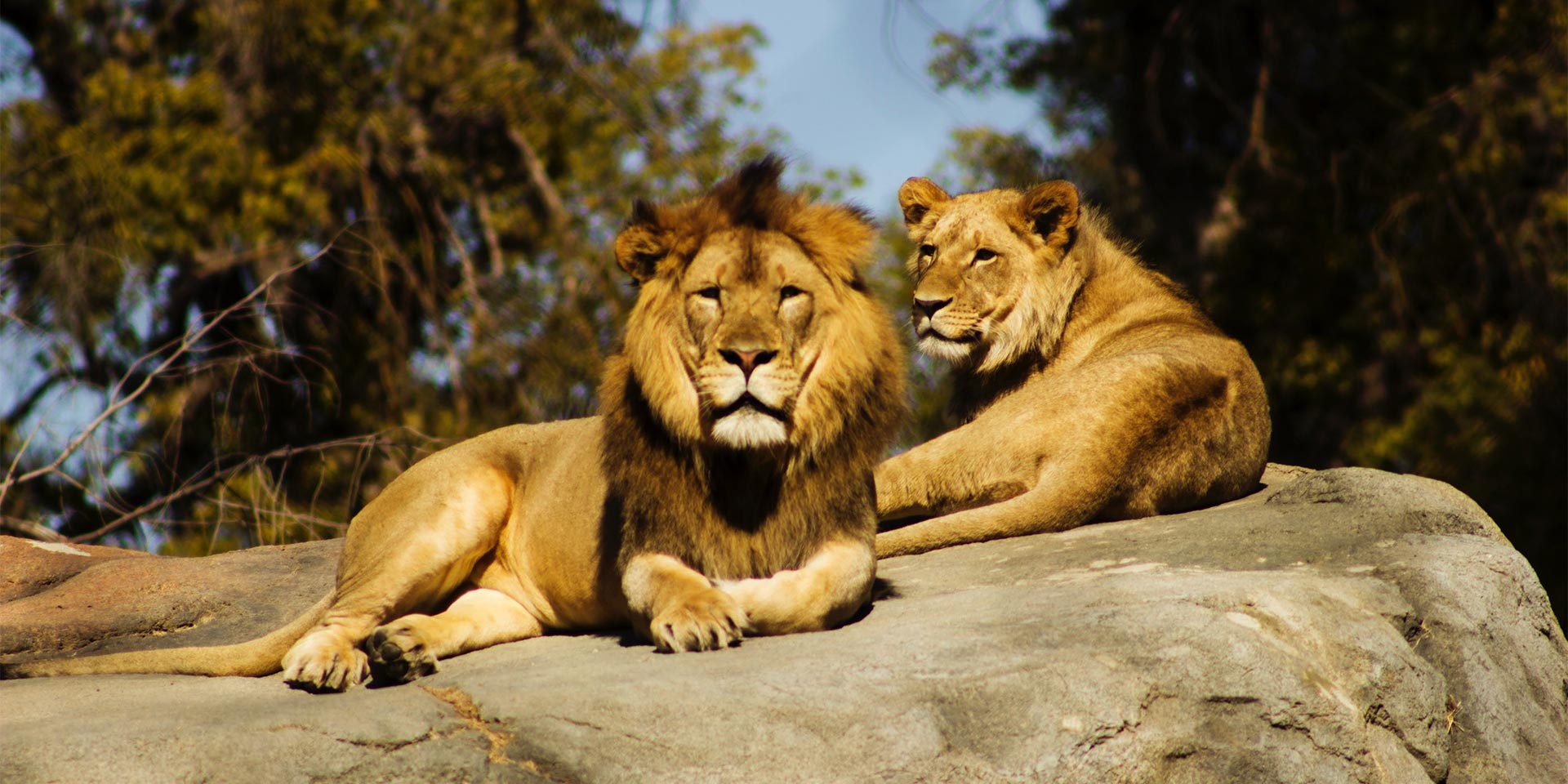 lions