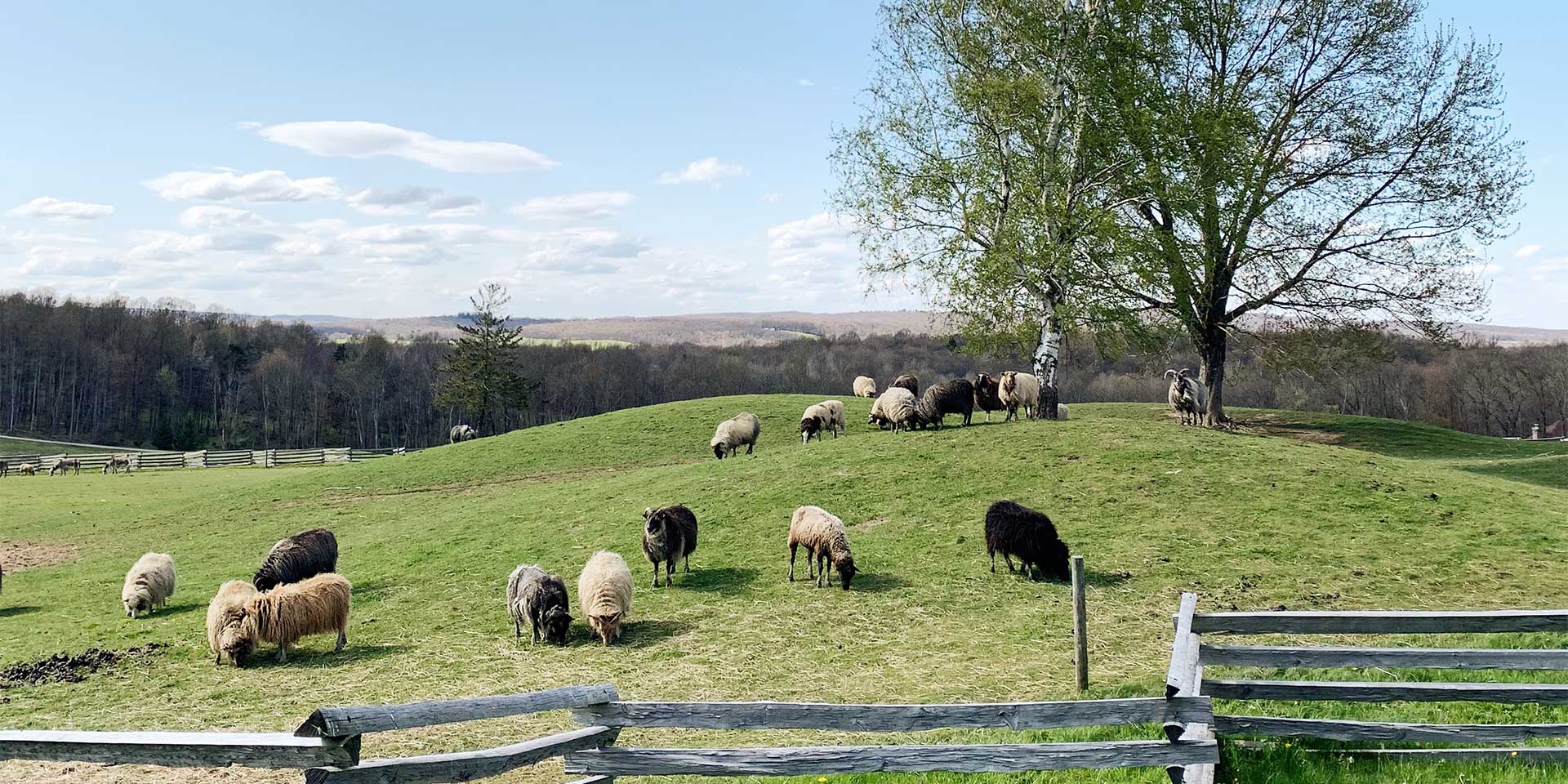 Sheep