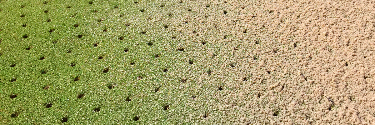 turf that has been aerified