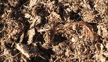 Canadian Peat vs. Coconut Fiber in Greenhouse Potting Media