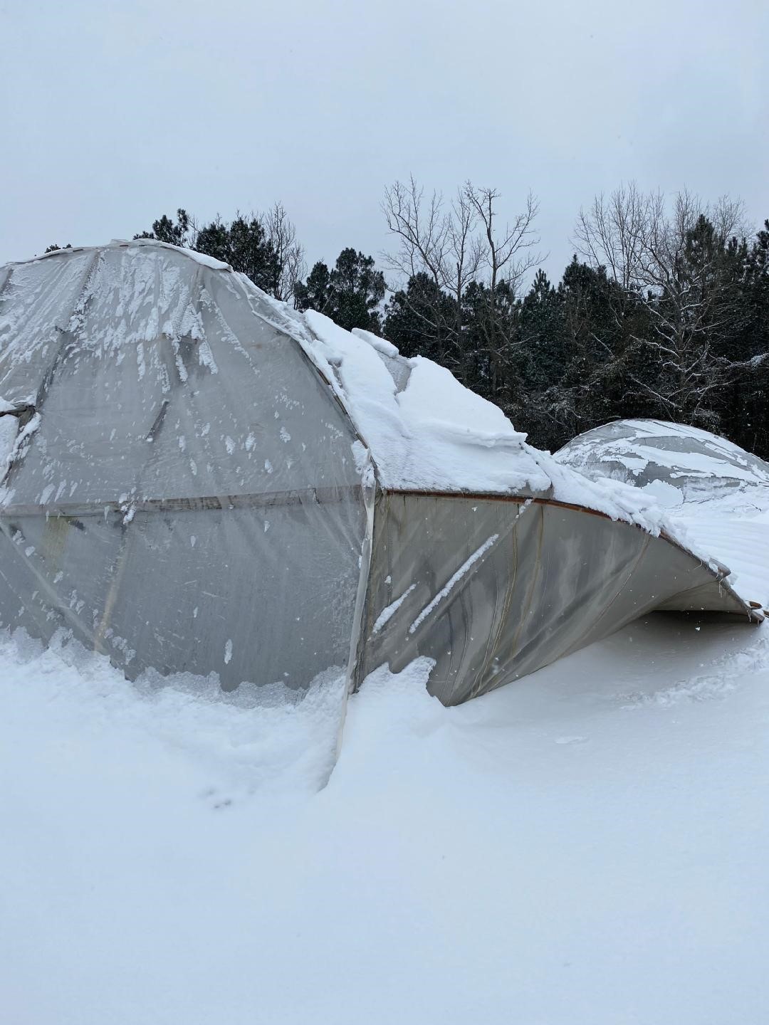 Greenhouse in Texas crushed by snow from winter storm