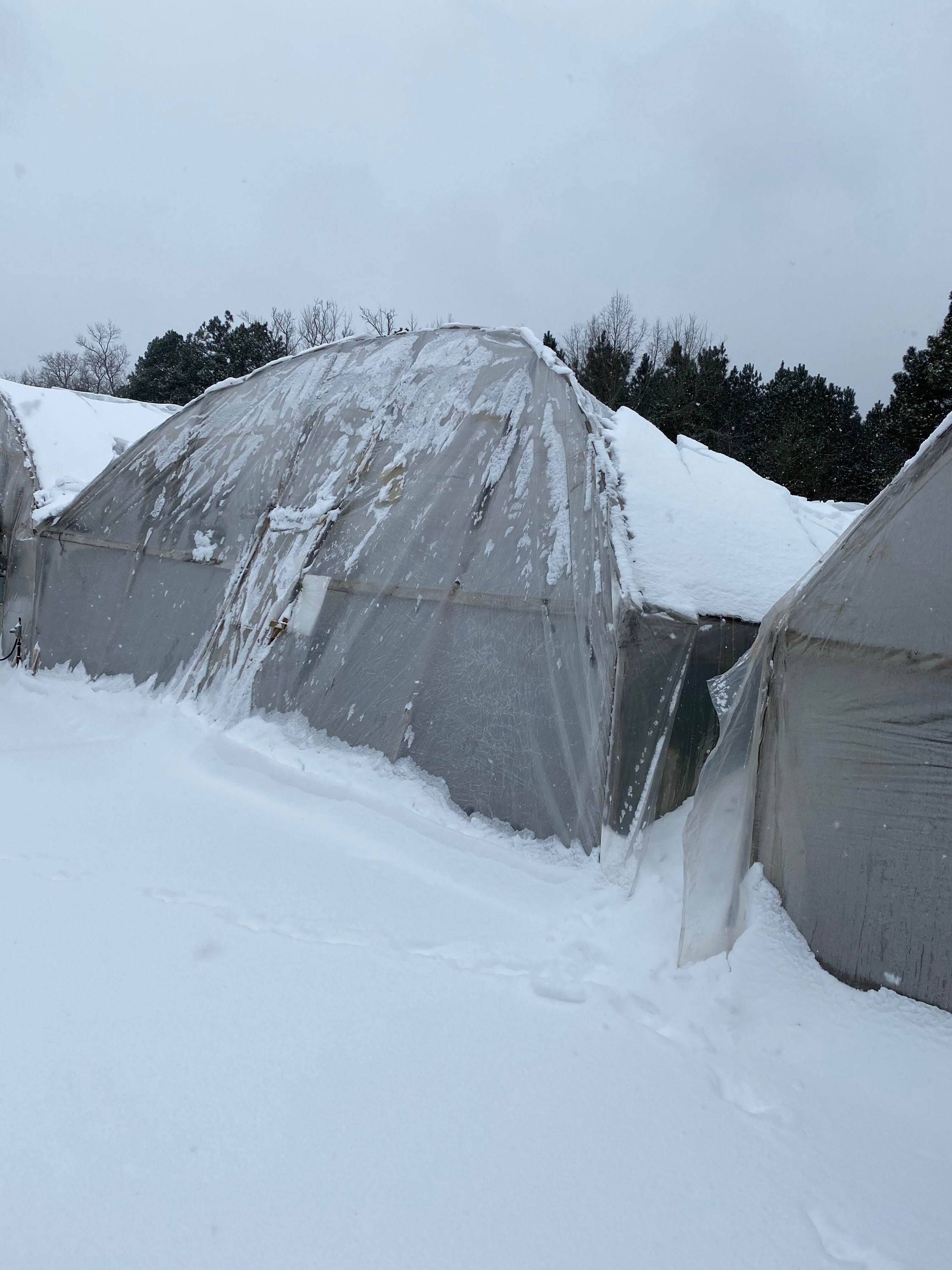 Greenhouse in Texas crushed by snow from winter storm