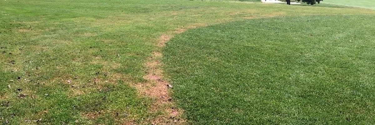 GLS on Grass