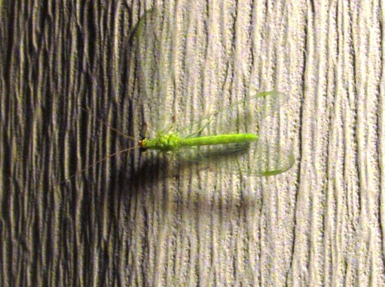 green lacewing
