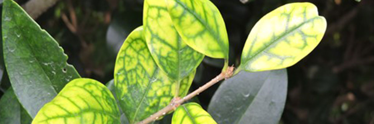 Ligustrum iron deficiency