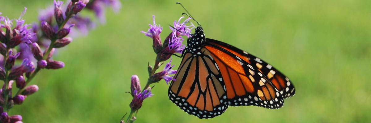 Monarch