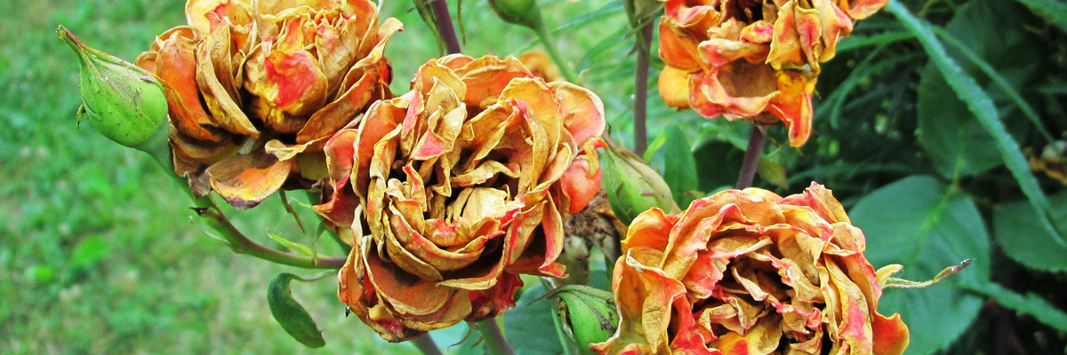 Thrips on Roses