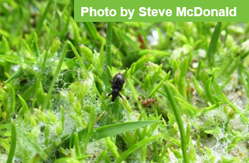 weevil