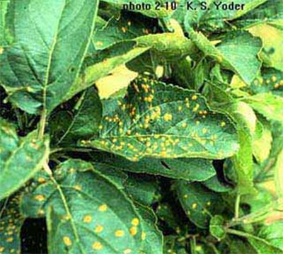 Photo of CAR leafspot – photo courtesy of : http://www.caf.wvu.edu/kearneysville/disease_descriptions/omcar.html