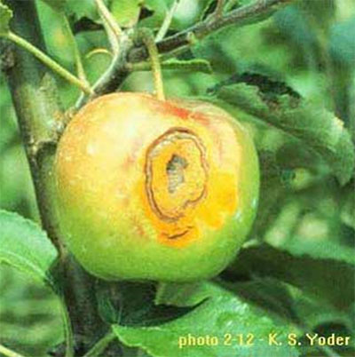 CAR on apple fruit – photo courtesy of: http://www.caf.wvu.edu/kearneysville/disease_descriptions/omcar.html