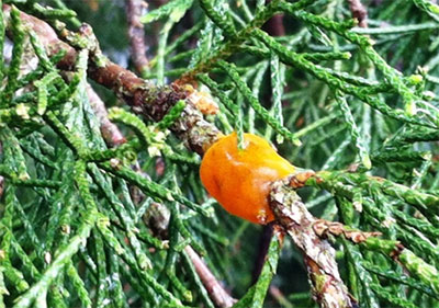 Small jelly like mass, infection site second year on Cedar Host – photo courtesy of Matthew Shultz  