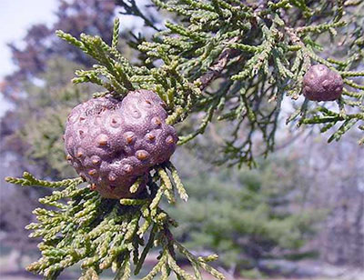 Overwintering CAR gall on Cedar host – photo courtesy of Peggy Sellers Purdue U http://www.ppdl.org/dd/images/rust_cedar_apple.jpeg