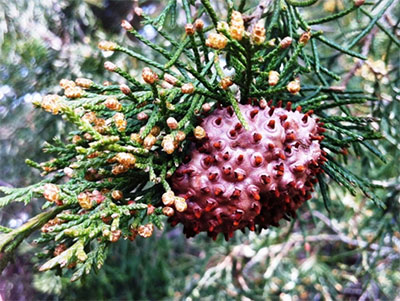 CAR gall just as it starts to swell in the second spring – photo courtesy of Matthew Shultz 