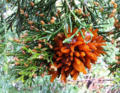 CAR “telial horns” often called cedar apples – photo courtesy of Matthew Shultz 