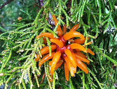 CAR “telial horns” often called cedar apples – photo courtesy of Matthew Shultz 