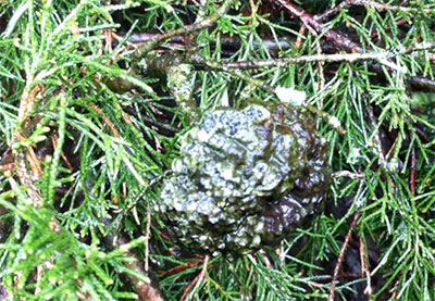 Exhausted CAR gall on Cedar host – photo courtesy of Matthew Shultz 