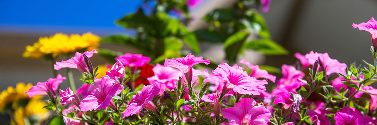 Bada Bing, Bada.. Bloom! Harrell’s Annuals Maintenance Program
