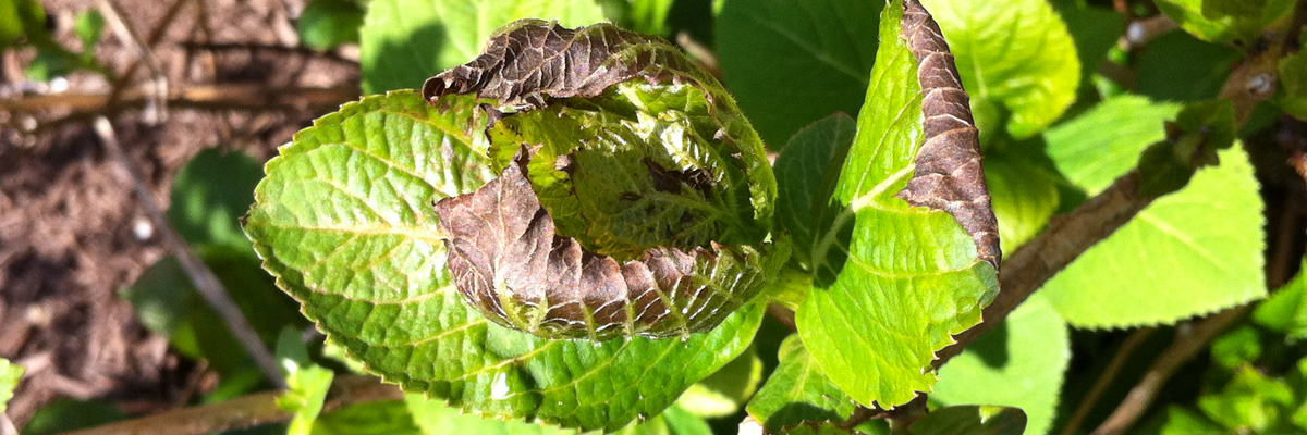 Fall and Winter Preparedness for Growers