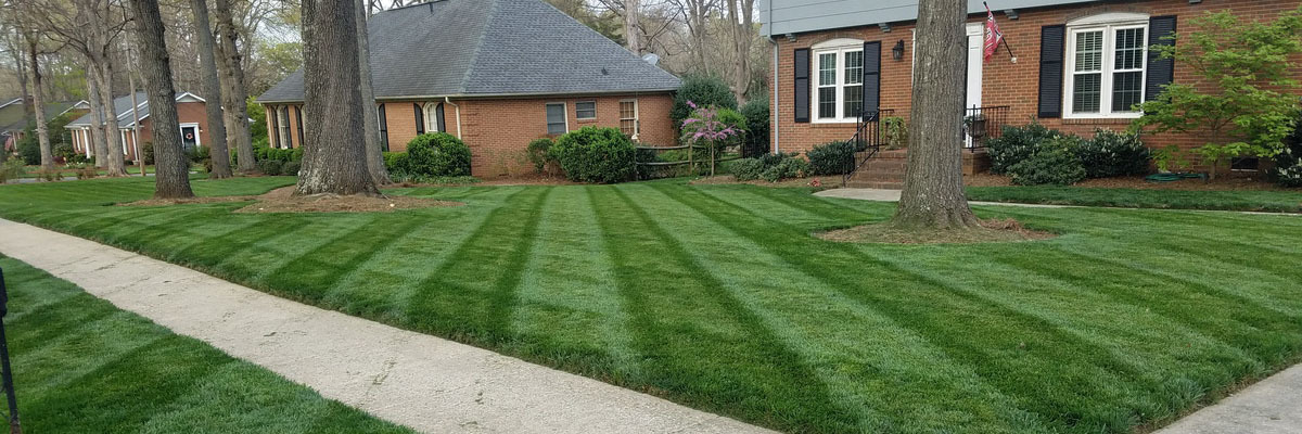Fantastic Fescue