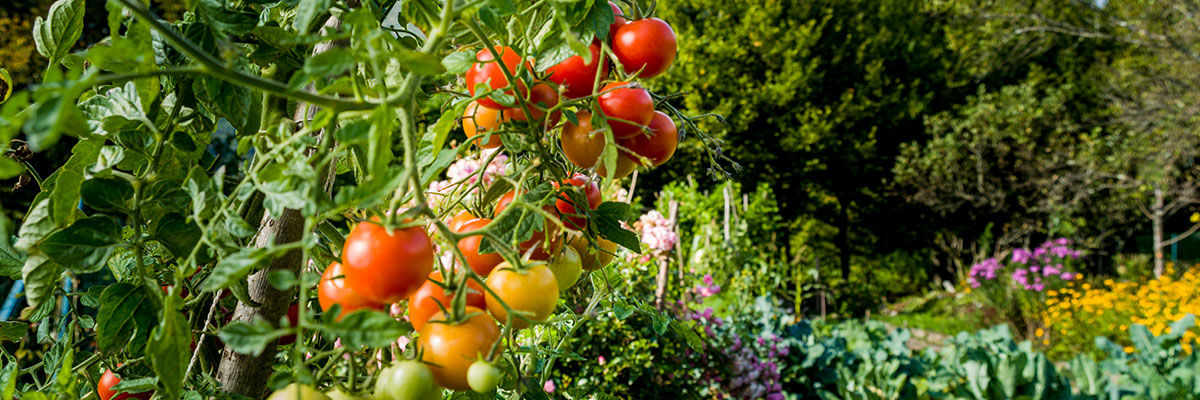 Surprising Benefits of Plants