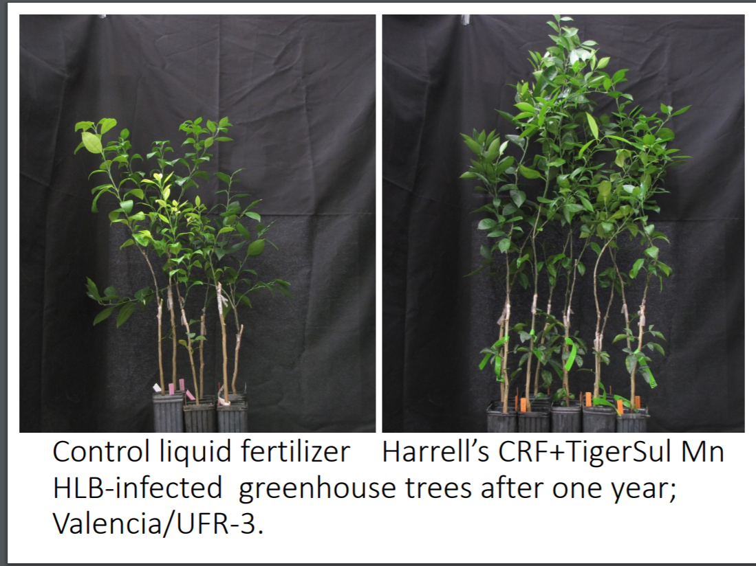 A picture containing text, tree, plant  Description automatically generated