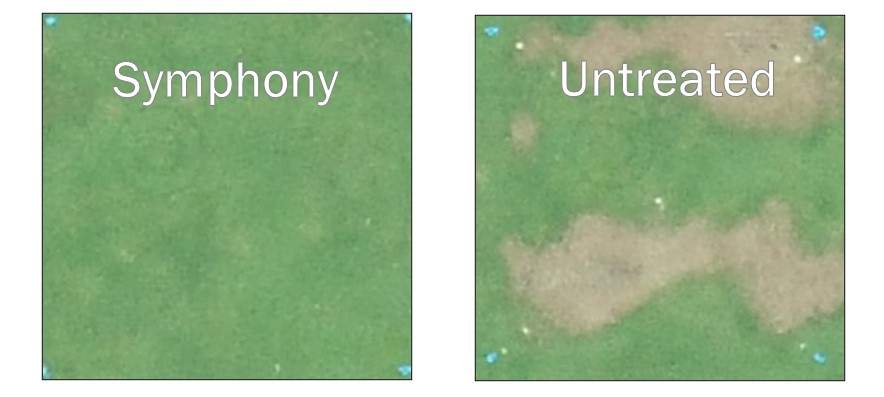 Localized Dry Spot Comparison