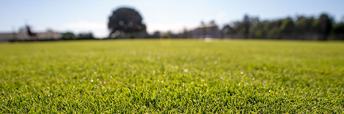 The Role and Value of Exogenous Amino Acids to Turfgrass