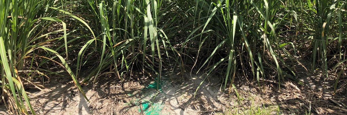 POLYON® Yields in Sugarcane