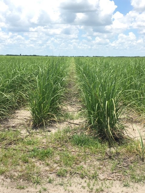 POLYON® Yields in Sugarcane