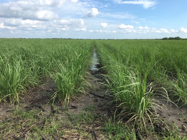 POLYON® Yields in Sugarcane